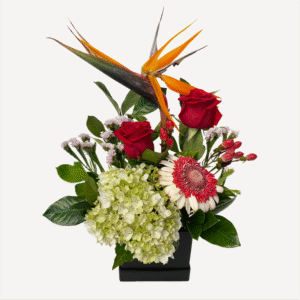 Box de 2 rosas, hortensia, ave de paraíso, una gerbera y statice